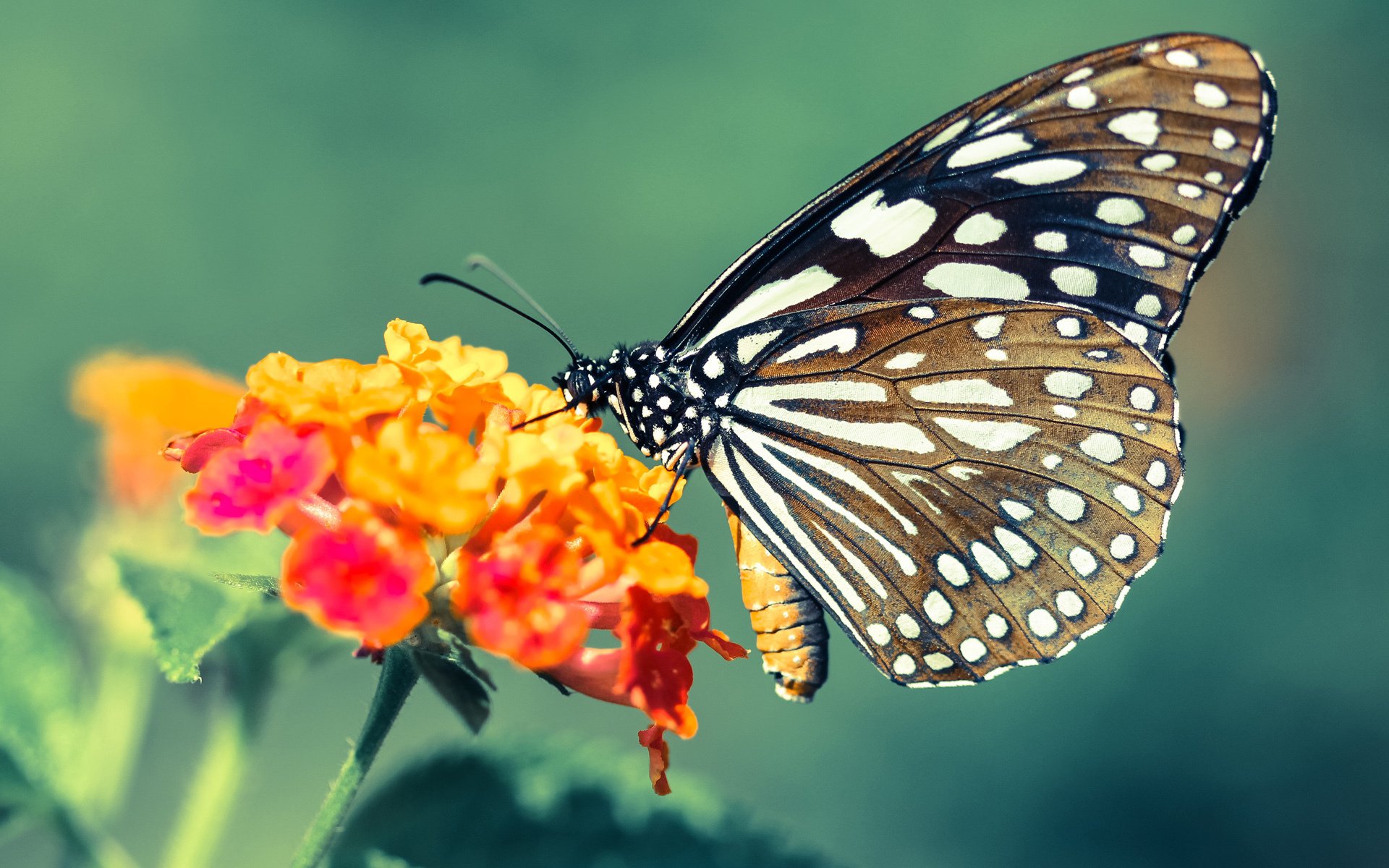 开云真人娱乐官网-东契奇与导演合作推出篮球纪录片，聚焦梦想与现实，东契奇谈自己的篮球偶像