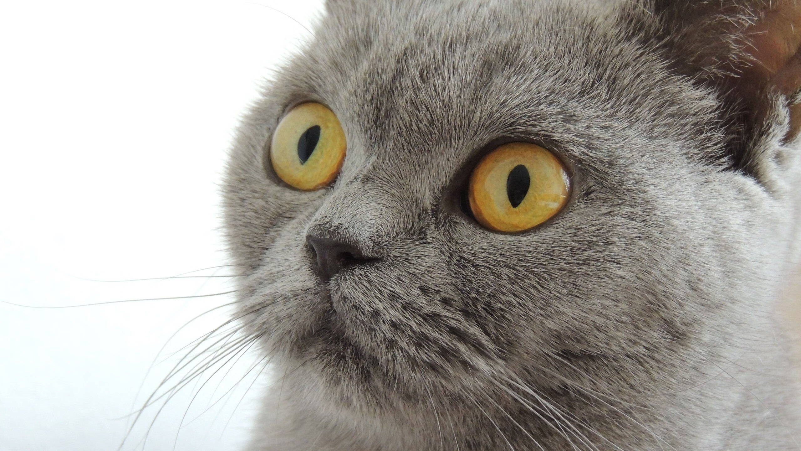 开云体育俱乐部官网-托桑·埃夫布奥姆万成为NBA球迷关注焦点，埃托奥布冯